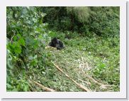 12SabyinyoGroup - 29 * Guhonda is the largest silverback of the 8 groups habituated to humans. He is over 30 years old with a life expectancy into his mid-40s.